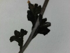 Veronica serpyllifolia serpyllifolia