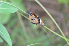 Danaus chrysippus bataviana