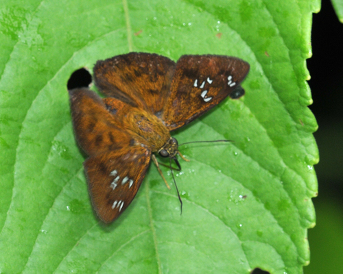 Telemiades penidas