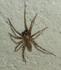 Tegenaria campestris