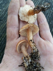 Rhodocybe