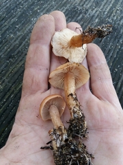 Rhodocybe