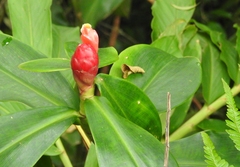 Costus spiralis
