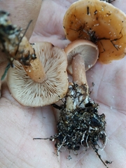 Rhodocybe
