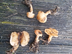 Rhodocybe