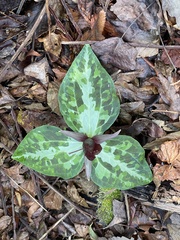Trillium underwoodii