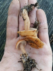 Rhodocybe