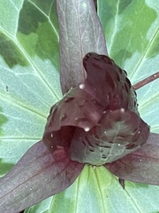 Trillium underwoodii