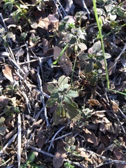 Lithospermum matamorense