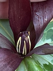 Trillium underwoodii