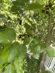 Morus nigra
