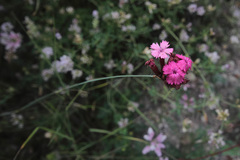Dianthus calocephalus