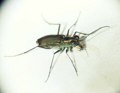 Myriochila semicincta