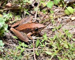 Litoria nasuta