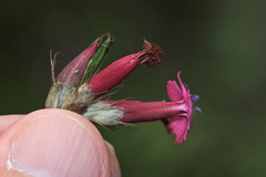 Dianthus calocephalus