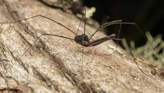 Neopantopsalis camelus