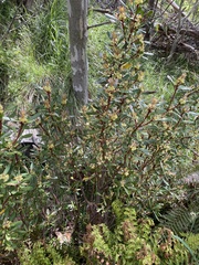 Tasmannia