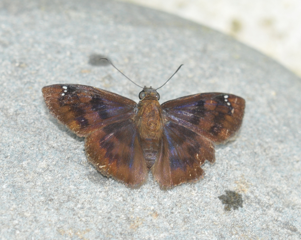 Telemiades meris
