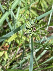 Chaerophyllum eriopodum