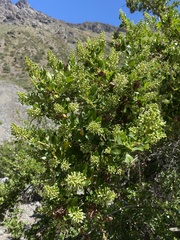Escallonia myrtoidea