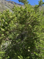 Escallonia myrtoidea