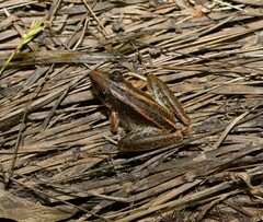 Litoria nasuta