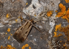 Tathorhynchus exsiccata