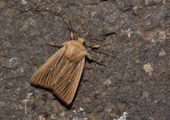Mythimna congrua