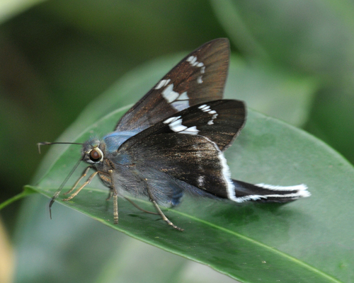 Ridens harpagus