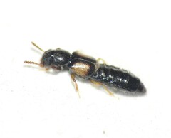 Oxytelinae