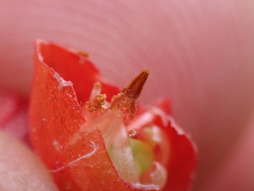 Image of Erica ardens by (c) Ren Hoekstra, some rights reserved (CC BY)
