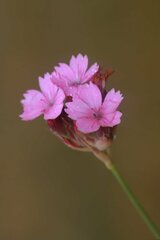 Dianthus pinifolius