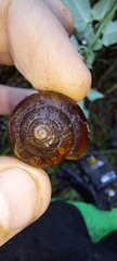 Sauroconcha corneovirens