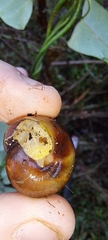 Sauroconcha corneovirens