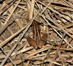 Litoria nasuta