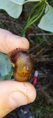 Sauroconcha corneovirens