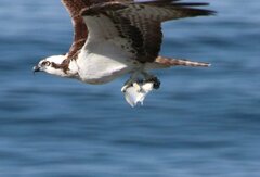 Amphistichus argenteus