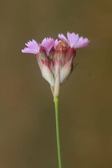 Dianthus pinifolius