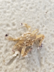 Achelous spinimanus