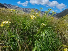 Dolichoglottis lyallii × scorzoneroides
