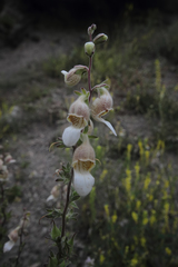 Digitalis lamarckii