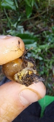 Sauroconcha corneovirens