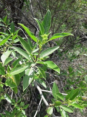 Flourensia thurifera