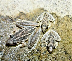 Litoria pallida