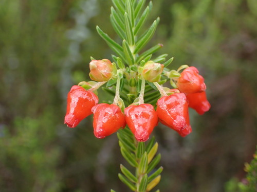 Image of Erica ardens by (c) Ren Hoekstra, some rights reserved (CC BY)