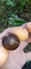 Sauroconcha corneovirens
