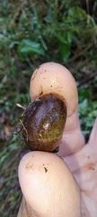 Sauroconcha corneovirens