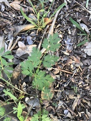 Chaerophyllum tainturieri