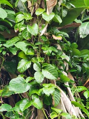 Tetrastigma lanyuense