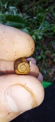 Sauroconcha corneovirens